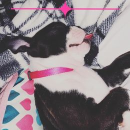 Boston Terrier Puppies from Beatrice's Kennels