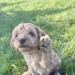 Cedar - Red male Cockapoo puppy in Preston, Idaho from Shaffer Top Notch Puppies