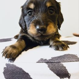 Maize 3500 - Cream male Dachshund puppy in Sylvania, Alabama from Yancey’s Doxies