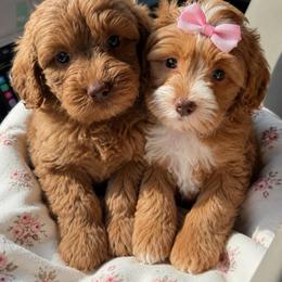 Girl 3 - Caramel red female Australian Labradoodle puppy in Covington, Louisiana from Bayou Doodles