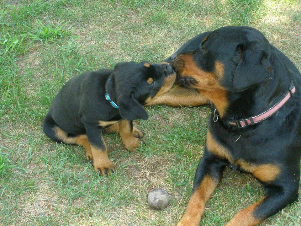 Porath's Rottweilers in Minnesota | Rottweiler puppies | Good Dog