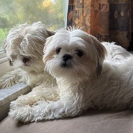 Shih Tzu Puppies from Prescious Shih Tzu’s