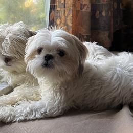 Shih Tzu Puppies from Prescious Shih Tzu’s