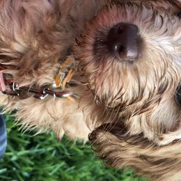 Australian Labradoodle Puppies from Magnolia Breeze Labradoodles