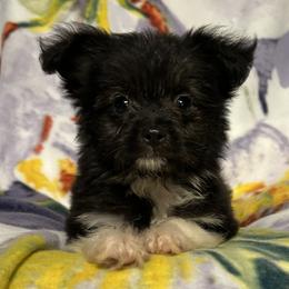 Tinkyboo - Black and white female Chihuahua puppy in Bell, Florida from BellCrist Little bits