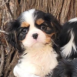 Jackson - Tri-color male Cavalier King Charles Spaniel puppy in Los Lunas, New Mexico from Kiddle's Cavaliers