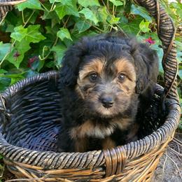Takis - female Australian Mountain Doodle puppy in Port Orchard, Washington from Yukon Harbor Doodles