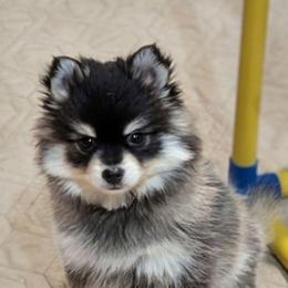 Johnny - Toy - 2200 - Black and white male Pomsky puppy in Spring Hill, Florida from www.PuppyTimeEmporium.com