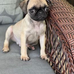 “Marcus” Fawn Boy - Pug puppy from Bear Mountain Farms