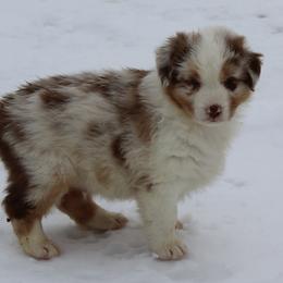 Otis - Red merle male Australian Shepherd puppy in Kansas, Oklahoma from Windy G Farm