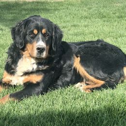 Maggie - Bernese Mountain Dog