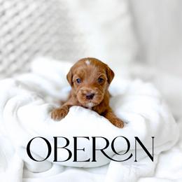 Oberon - Red  male Goldendoodle puppy in Springville, Utah from Happy Doodle