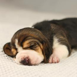 Girl 2 - Black brown and white female Basset Hound puppy in Idaho from Welcome Home Bassets