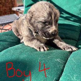 Boy 4 - Brindle male Armenian Gampr puppy in Neenach, California from The Mustangs Ranch