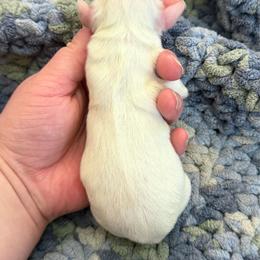 Girl 3 - Cream female Dachshund puppy in Colville, Washington from G&B Iron Mountain Dachshunds