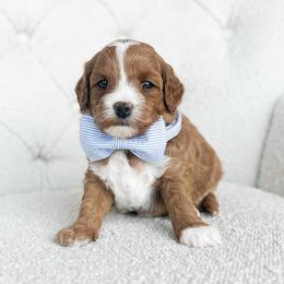 Salty - Red  male Goldendoodle puppy in Sterling, Illinois from Charley's Goldendoodles