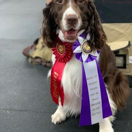 English Springer Spaniel, Field Spaniel, and Labrador Retriever All Grown Up from Three Doves