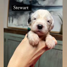 Stewart - Gray and white male Old English Sheepdog puppy in Bristol, Indiana from Ridgeruns OES