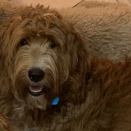 Goldendoodles and Labradoodles from Charlie’s Poodles & Doodles