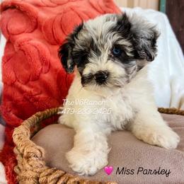 Miss Parsley - Blue female Sheepadoodle puppy in Sulphur Bluff, Texas from V6 Ranch Dogs