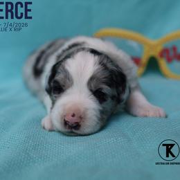 Pierce- Blue Merle Male - Blue merle male Miniature Australian Shepherd puppy in Nacogdoches, Texas from TK Standard, Mini, & Toy Aussies