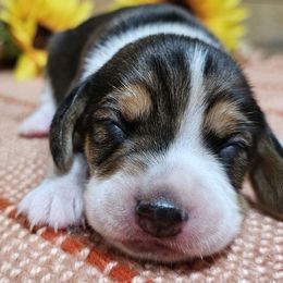 Girl 1 - Black tan and white female Beagle puppy in Spring Branch, Texas from Lost Trail Kennels