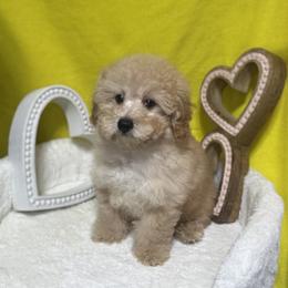Poodle All Grown Up from Grams poodle babies