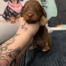 Wally - Chocolate and tan male Dachshund puppy in Barnard, Missouri from KB Doxies