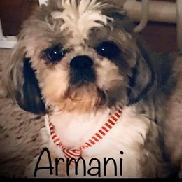 Manni - Shih Tzu