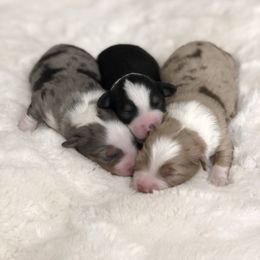 Miniature Australian Shepherd, Shih Tzu, and Toy Australian Shepherd Puppies from River Springs Aussies