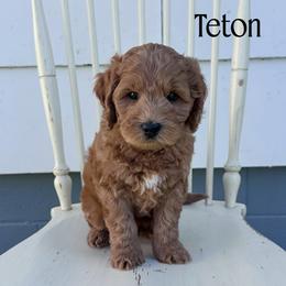 Teton - Red male Australian Labradoodle puppy in Chelsea, Michigan from Michigan Labradoodles