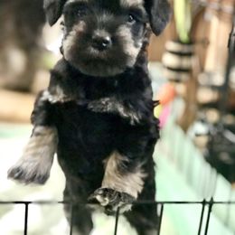 Miniature Schnauzer Puppies from Divine Miniature Schnauzers