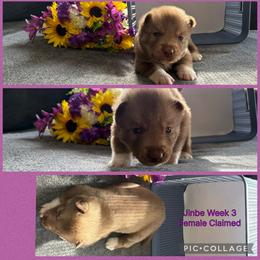 Jinbe - Red and white female Siberian Husky puppy in Canton, Ohio from Bleu Skies Siberian Huskies