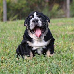 Bulldog Puppies from Magnificent Bulldogs