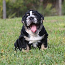 Bulldog Puppies from Magnificent Bulldogs