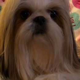Shih Tzus from Cassbreeclassy Angel's Legacy