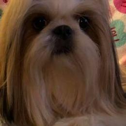 Shih Tzus from Cassbreeclassy Angel's Legacy