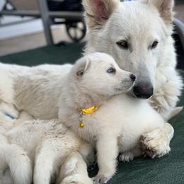Berger Blanc Suisse and German Shepherd Puppies from Scenic Creek German Shepherds and White Swiss Shepherds