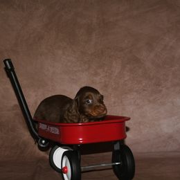 Chandler - Chocolate Dachshund puppy in Humble, Texas from Foley Dachshunds