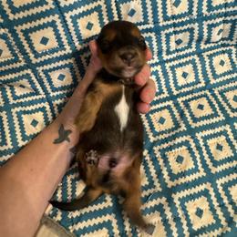Boy 1 - Red male Dachshund puppy in Whitehouse, Texas from Bonded Oaks Doxies