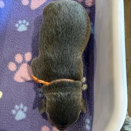 Orange- Charcoal Male - Charcoal male Dilute Retriever puppy in Marion, Illinois from Summer Lovin’ Labradors of Southern Illinois