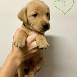 Green - Yellow male Labrador Retriever puppy in Newaygo, Michigan from Royal Oak Gundogs