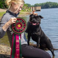 Staffordshire Bull Terriers from Theatric Staffords