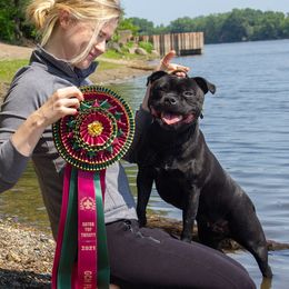 Staffordshire Bull Terriers from Theatric Staffords