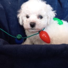 Bichon Frise and French Bulldog Puppies from Sears Kennels