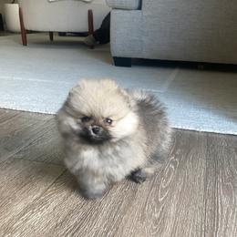 Boy 3 - male Pomeranian puppy in Citrus Heights, California from Yev and Marina's Pomeranians (AKC)