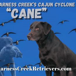 Cane - Labrador Retriever