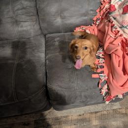 Tilly - Red female Dachshund puppy in Conway, Missouri from Ozark Mountain Kennel