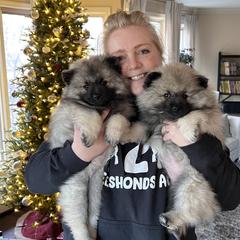 Keeshond Puppies from Peregrine Keeshond