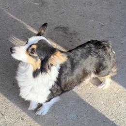 Shiloh - Pembroke Welsh Corgi
